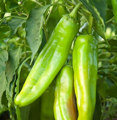 #ad 4 Live Hatch Chili Pepper Plants. Stout 4quot; 6quot; Tall Plants $25.00