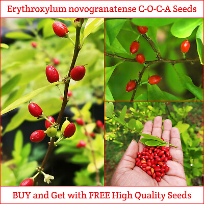 #ad Erythroxylum Novogranatense Seeds Premium Quality Organic High Germination Seeds $9.99