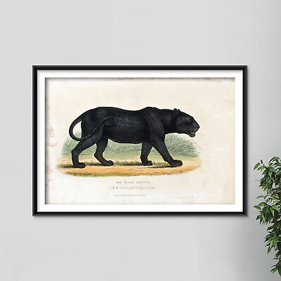 #ad Vintage Drawing Black Panther 1860 Drawing Poster Art Print Etching $129.50