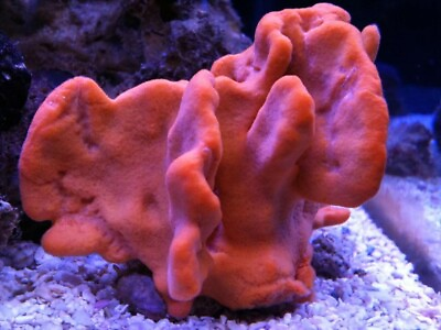 #ad Live Orange Sponge Marine Macro Algae Coral Reef Saltwater $22.99