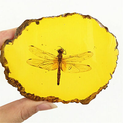 Beautiful Amber Dragonfly Fossil Insects Manual Polishing Decorative Pieces $12.55