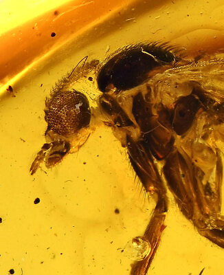 Super Detailed Keroplatidae Predatory Gnat Fossil Inclusion in Baltic Amber $60.00