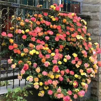 #ad 10 CLIMBER ROSE SEEDS perennial flower garden climbing plant USA SELLER TRACK $6.25