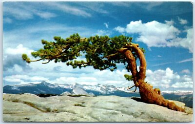 #ad Postcard Jeffrey Pine Sentinel Dome Yosemite National Park California $3.46