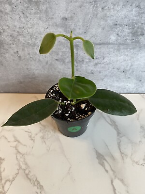 #ad Hoya lautaerbachii *RARE* Rooted Plant A $36.00