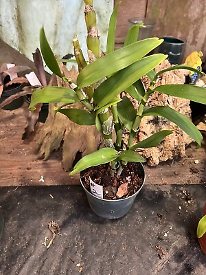#ad Bromlady Orchid.Denbrdium Nobel #2 Mature plant Prebloomed $35.00