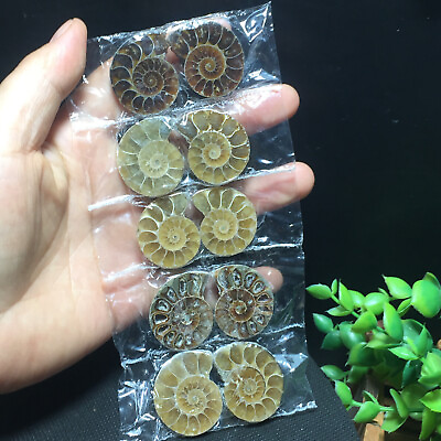 #ad 5pair 65g 25mm of Split Ammonite Fossil Specimen Shell Healing Madagascar 316 $29.70