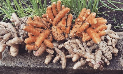 #ad Turmeric Roots 8 Oz Hawaii Grown Olena Rhizomes Half Pound Non GMO Fresh Raw $6.99
