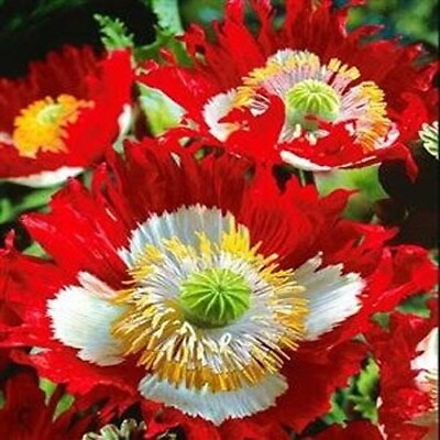 #ad Poppy DANISH FLAG Red amp; White Cross Huge Flowers Pollinators Non GMO 1000 Seeds $4.48