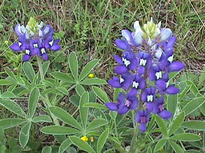 #ad bluebonnet texas TX STATE FLOWER blue 60 seeds GroCo $1.50