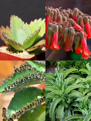 #ad KALANCHOE DAIGREMONTIANA rare mother of thousand mexican hat plant seed 50 seeds $9.99
