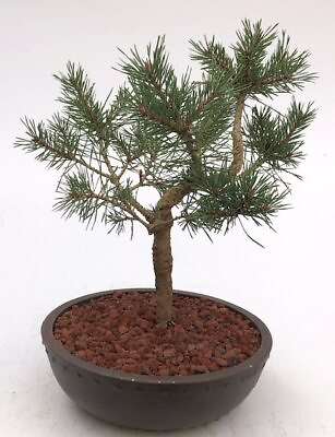 #ad Mugo Pine Bonsai Tree 16quot; Tall Outdoor Evergreen Live Home Decor Great Gift $395.95