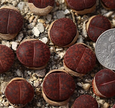 #ad Plant one Lithops lesliei ‘ fred#x27;s redhead’ $5.99