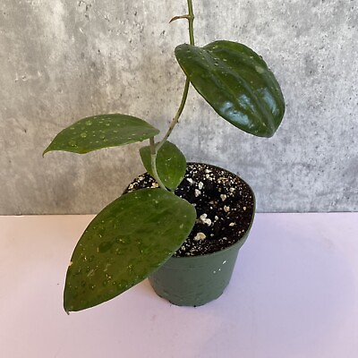 #ad Hoya sarawak *RARE* 4”Rooted Plant A $35.00