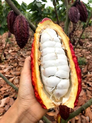 #ad 20 Ceylon cocoa Seeds Fresh Theobroma cacao Tree Seeds Fruit Chocolate seeds $8.99