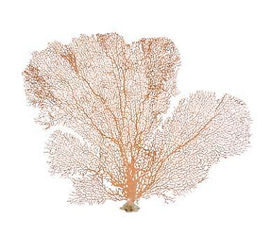 #ad Orange Coral Sea Fan 7quot; to 10quot; Natural Real Piece of Coral Sea Fan $22.99