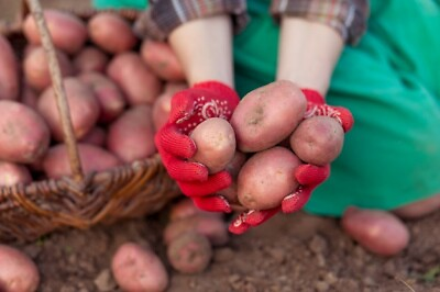 #ad Simply Seed 5 LB Red Pontiac Potato Seed Non GMO Natural Grown $11.99