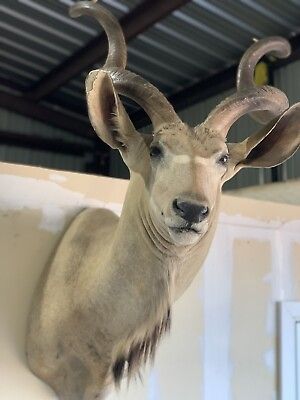 #ad Greater Kudu Antelope Shoulder mount $2700.00