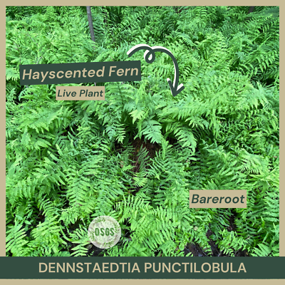 #ad Bareroot Dennstaedtia punctilobula Hayscented Fern Bracken Fern Family $6.00