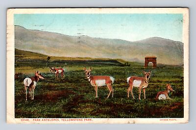 #ad Yellowstone National Park Park Antelopes Series #10148 Vintage c1924 Postcard $7.99