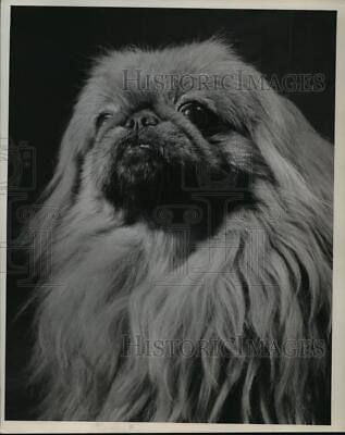 #ad 1946 Press Photo Animals Pekingese dog mja75620 $19.99