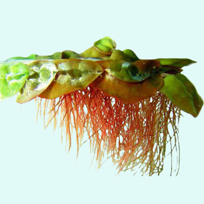 #ad BUY 2 GET 1 FREE Red Root Floater Phyllanthus Fluitans Live Aquarium Plants $13.79