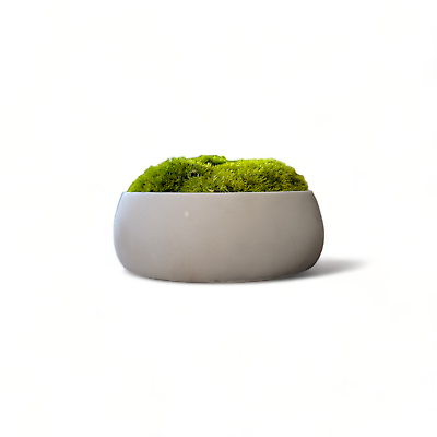 #ad Moss Bowl 6.5quot; Concrete Decor Centerpiece Bowl and Preserved Moss Medium $39.95