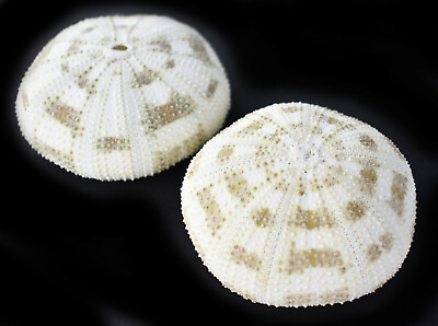 #ad 2 Beautiful Small PALE Alfonso Gator Sea Urchins 2 3quot; Coastal Beach Crafts Decor $8.99