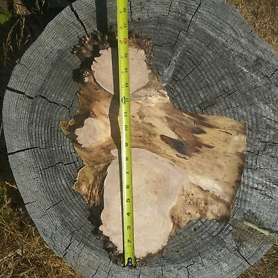 #ad Maple Burl For Your Wood Art Projects. 18quot;×13quot;×1.25quot; $45.00