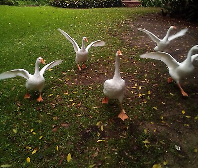 #ad Spring Sale 3 Pure White Chinese Goose also known as the swan goose Eggs $25.00