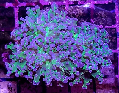 #ad Purple Tip Green Frogspawn WYSIWYG Live Coral Frag 2 Head Branching Free Ship $99.99