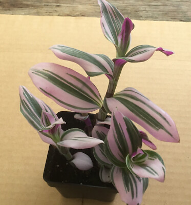 #ad Pink Tradescantia Nanouk Live Plant Wandering Jew Indoor House Plant 2quot; Pot $12.99