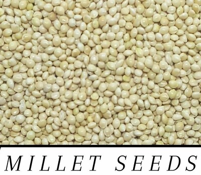 RED amp; WHITE Proso Millet Seed Wild Bird Food Raw amp; Recleaned ***Choose Size*** $59.99
