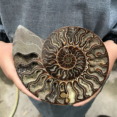 #ad TOP 300G Natural ammonite fossil conch crystal specimen healing care $42.31