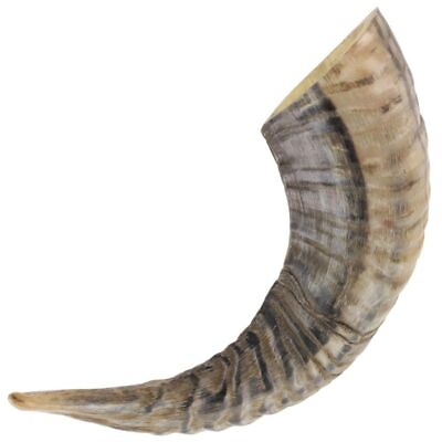 #ad Natural Ram Horn Paperweight Decorative Home Décor 10 12 Inches Novelty Gift $13.99
