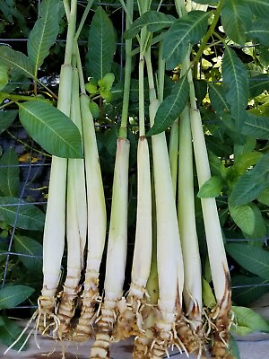 #ad 10 Fresh rooting lemongrass 6 12 inches live plant ready 2 plant in pot soil $14.95