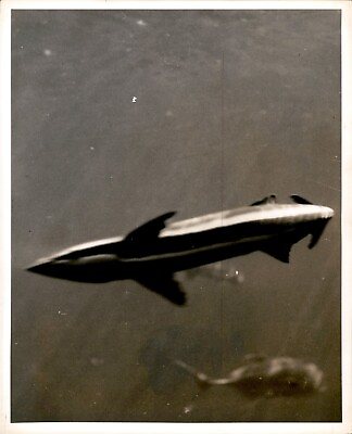 #ad BR5 1950s Rare TV Original Photo ON HIS OWN Remora Sucker Fish Swimming Fast $20.00