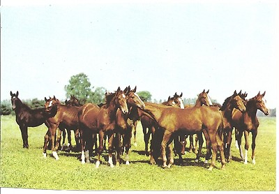 #ad Original Vintage East German DDR Horse PC Horse Heard in Pasture Warmblut $4.95