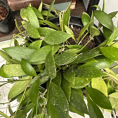 #ad Hoya Gracilis Memoria 6” pot very full exact plant $50.00