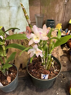 #ad Bromlady Orchid.Denbrdium Nobel In Bloom Now $35.00