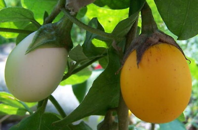 #ad AMAZING Egg Tree Grow Indoors Out Edible Fruit Ornamental Eggplant 20 $3.99