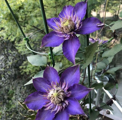 #ad 39Pcs Seeds Purple Clematis Flowered Perennial Vine Huge Flowers. #2127 $4.99