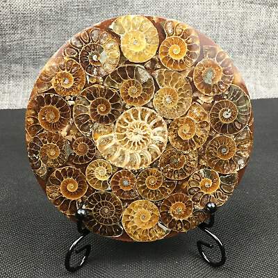 #ad #ad Natural Ammonite Disc Fossil Conch Specimen Crystal Healing Reiki Stand 1PC $23.99