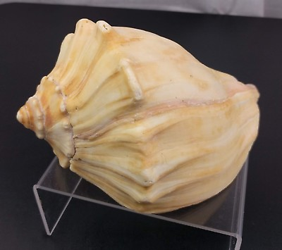 #ad White Yellow Conch Whelk Shell Beautiful Sea Beach Nautical Craft Decor Collect $48.39