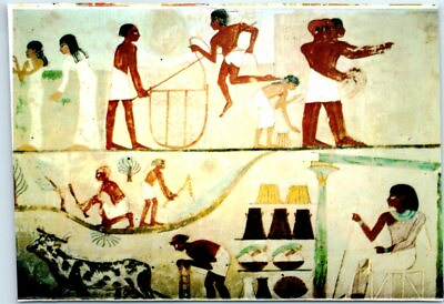 #ad Postcard Tomb of Menna Nobels Tombs Luxor Egypt $3.46