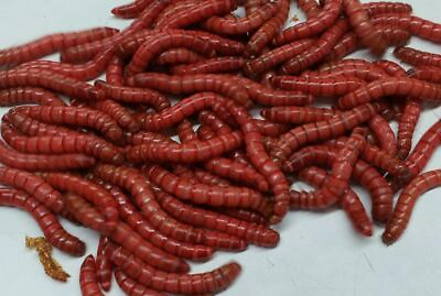 Live Red Giant Mealworms Free Shipping Live Arrival Guarantee $119.99