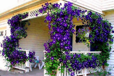 #ad 100 Pcs Blue Clematis Seeds Outdoor Plant Natural Growth Bonsai Home Garden $5.99